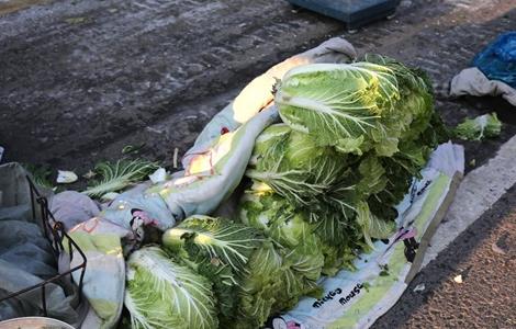 大白菜低温冻害的防治措施(白菜高温病害)