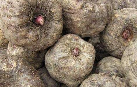 魔芋种子育苗技术 魔芋种子育苗技术要点