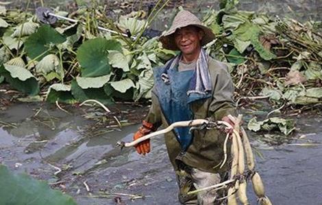 莲藕的采收方法(莲藕的采收方法视频)