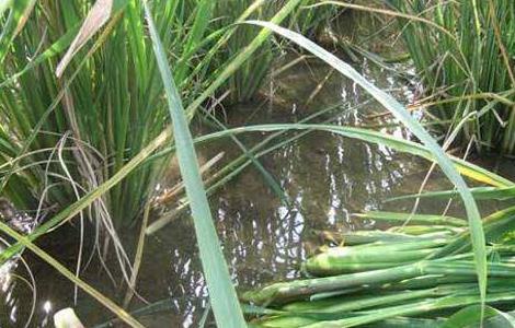 种植茭白如何追肥 茭白怎样种植用什么肥