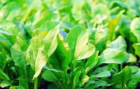 菠菜水肥管理要点（菠菜的施肥与管理）