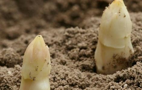 芦笋高产施肥技术 芦笋高产施肥技术要点