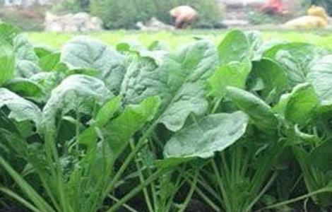 菠菜种子播种前怎么处理 菠菜种子播种前怎么处理好