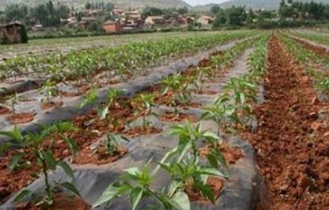 秋冬茬辣椒低产原因及解决措施 秋冬茬辣椒结果期怎样管理