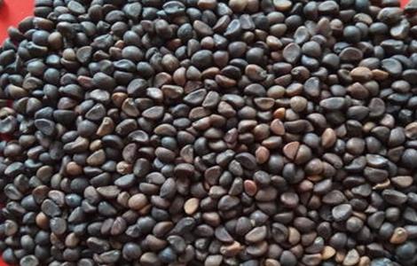 空心菜种子播种前 处理方法