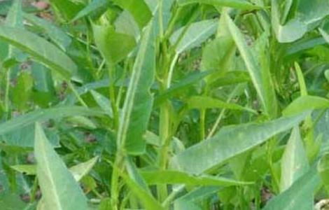 空心菜的生长环境 空心菜的生长环境与温度