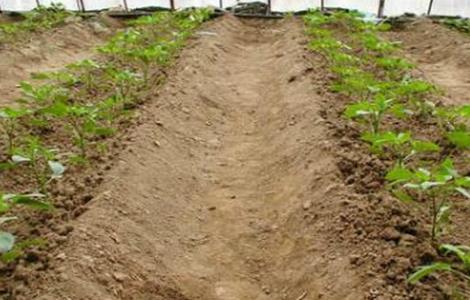 冬茬辣椒定植后该怎么管理（冬春茬辣椒种植技术）