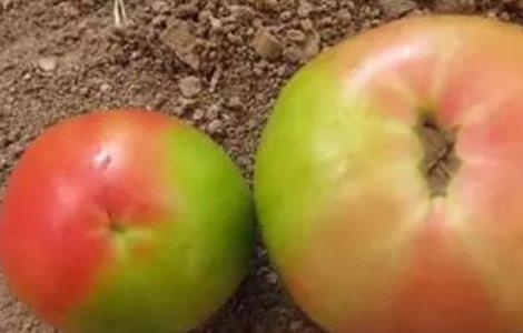 冬季番茄着色不良原因及解决方法 冬季番茄着色不良原因及解决方法图片