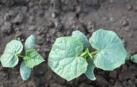 黄瓜僵苗原因和防止措施（黄瓜僵苗原因和防止措施有哪些）