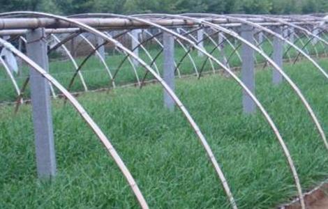 冬季韭菜扣棚前后管理技术 冬季韭菜扣棚前后管理技术视频