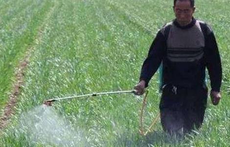 小麦冬前除草注意事项 小麦冬季除草注意事项