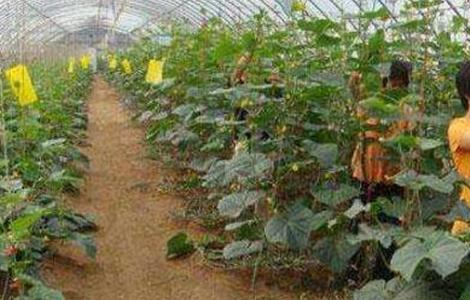 黄瓜的落蔓技术 黄瓜的落蔓技术视频