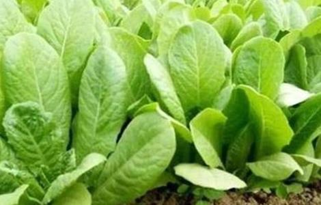 孔雀菜的种植技术（孔雀菜种植方法）