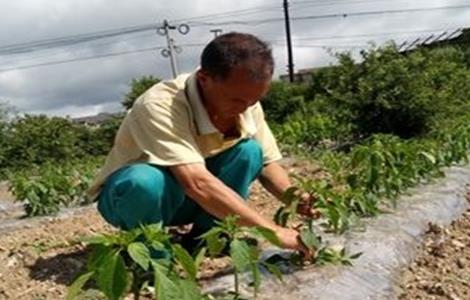 辣椒整枝打杈的作用和方法 辣椒需要打杈吗