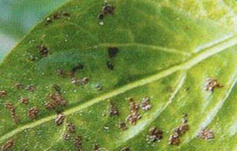 冬季种植蔬菜最易发生的四大病害（冬季种植蔬菜最易发生的四大病害有哪些）