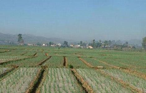 地膜洋葱定植技术 地膜洋葱定植技术要点