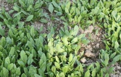 种植菠菜怎么做容易发芽（菠菜如何种植才能发芽快）