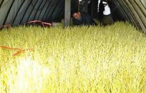 蒜黄种植注意事项 蒜黄种植注意事项视频