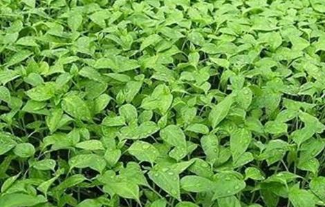 种植辣椒常见问题 种植辣椒常见问题及解决