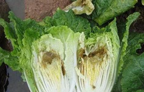 蔬菜缺钙怎么办(菜地缺钙怎么办)