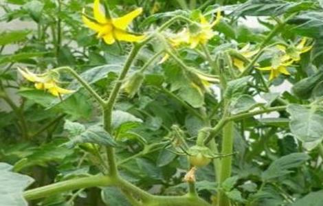 西红柿初花期管理要点(西红柿的花期管理)