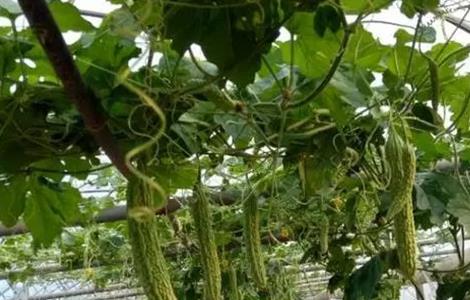 苦瓜盛果期如何管理 苦瓜盛果期如何管理视频