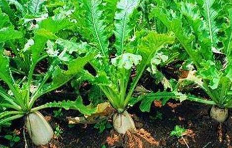 白萝卜裂根原因及防治方法 白萝卜裂根原因及防治方法图片