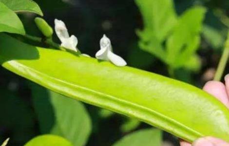 刀豆落花落荚原因及预防措施（刀豆落花落荚原因及预防措施图片）