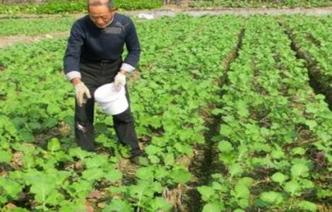 油菜冬季该怎么施肥 冬季油菜如何施肥