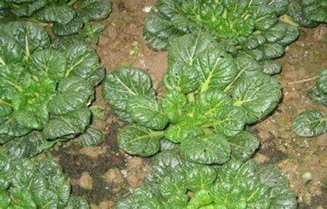 乌塌菜的种植时间和方法(乌塌菜的种植时间和方法图解)