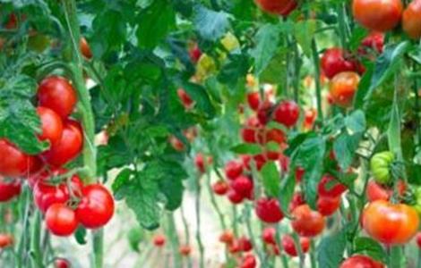 西红柿长不大怎么办 西红柿不长个怎么办