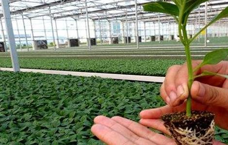 甜椒的苗期管理技术（甜椒的栽培管理技术）