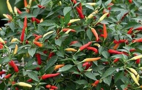 如何提高彩椒的坐果率 如何提高彩椒的坐果率和产量