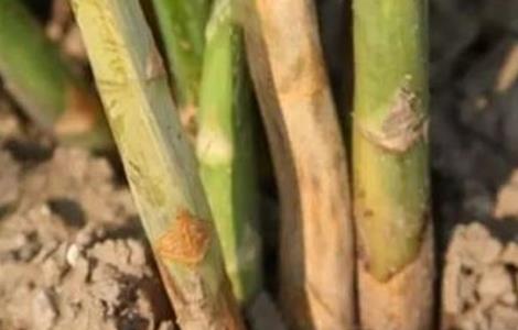 芦笋茎枯病的防治方法（芦笋茎枯病的防治措施）