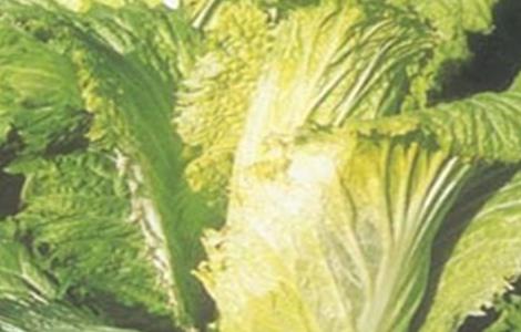 大白菜怎样防止低温冻害（大白菜低温冻伤）