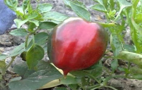 彩椒死棵原因及防治方法（五彩椒枯了怎么办）