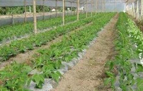 冬季大棚蔬菜管理误区 冬季大棚蔬菜如何管理