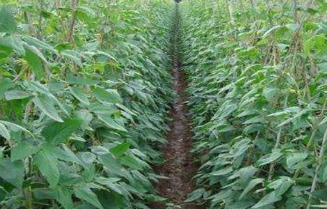 豆类蔬菜怎么施肥(豆类蔬菜怎么施肥视频)