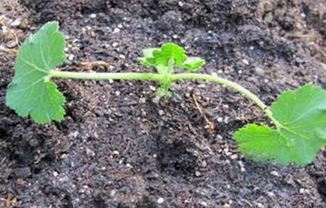 西葫芦冬季育苗技术 西葫芦冬季育苗技术要点