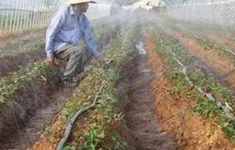 冬季辣椒浇水后要注意些什么 冬季辣椒浇水后要注意些什么事项