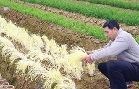 韭黄的种植管理技术（韭黄的种植管理技术和方法）