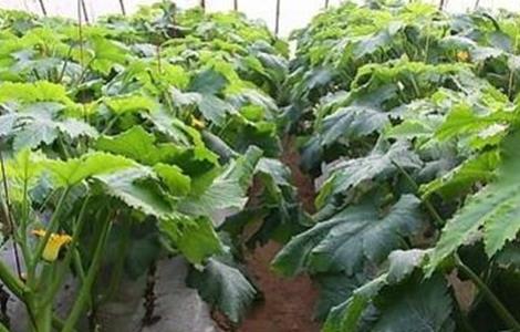 西葫芦的控旺技术 西葫芦控旺打什么药