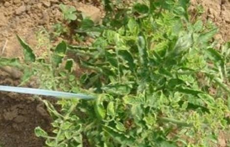 蔬菜激素中毒原因及缓解措施（蔬菜激素中毒原因及缓解措施有哪些）