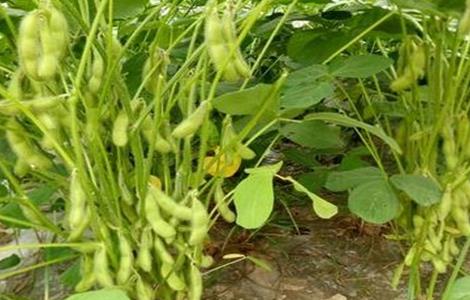 早春毛豆结荚少原因及防治 毛豆结荚期用什么叶面肥
