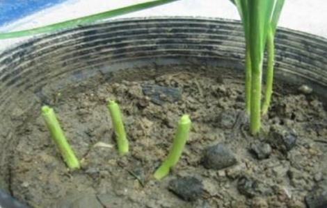 韭菜不分蘖原因及解决方法（韭菜不分蘖的原因）