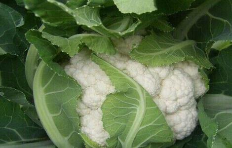 花椰菜干烧心原因及防治方法（花椰菜干烧心原因及防治方法视频）