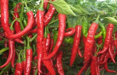 辣椒空心原因及应对措施 辣椒空心原因及应对措施视频