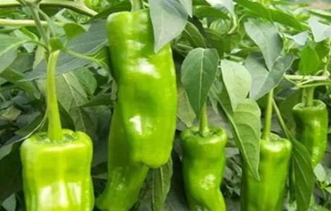 辣椒空心原因及应对措施