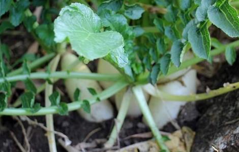 萝卜摘叶好处和方法（萝卜摘叶好处和方法是什么）