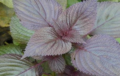 紫苏高产种植技术(紫苏高产种植技术视频)